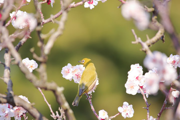 Mejiro on a twig of japanese apricot  in  spring