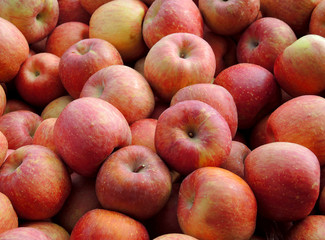 Organic apple harvest