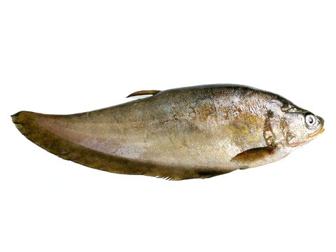 Notopterus notopterus , Royal knifefish isolated on white background