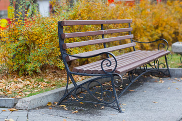 Green garden bench with green grass in autumn