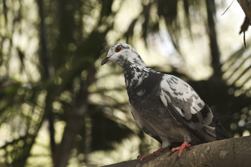 Pigeon on the branch