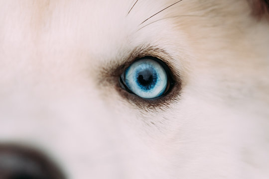 Close Of Blue Eye Of Husky Dog Puppy