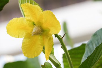 yellow flower 56