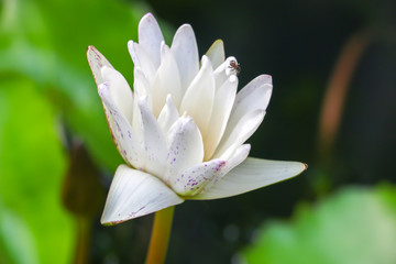 Obraz premium lotus 53