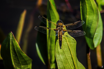 Dragonfly on leaf. Four Spotted Skimmer / Chaser
