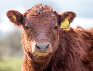 Brown Adult Cow. Farmyard Cattle. Meat & Dairy Agriculture.
