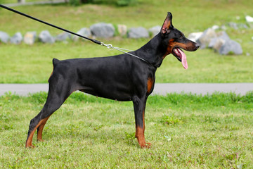 Doberman Pinscher dog