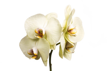 Yellow Orchid. Yellow orchid flowers isolated on white background.