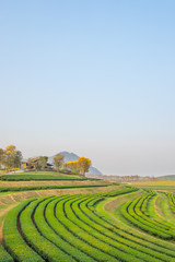 Green tea field pattern, Chiang Rai