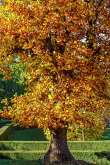 autumn tree