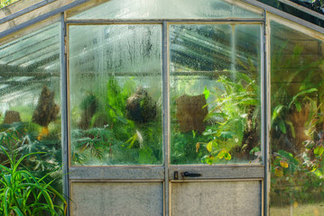 greenhouse