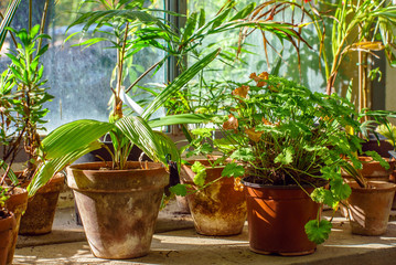 plants in the pots