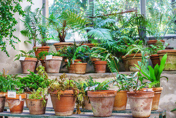 plants in the pots