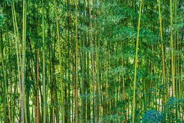 Vlies Fototapete Bambus Bambuswald