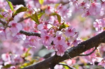 河津桜
