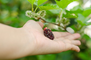 Closeup of mulberry fruit on person hand