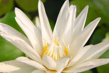 white lotus 01
