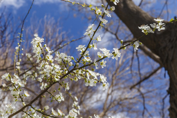 Blooming buds on the tree against the blue sky