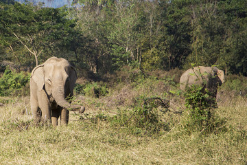 Elephant in Chiang Mai, Thailand