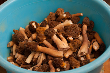 Morel mushroom. Big harvest.