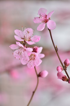 桃の花 © tomo