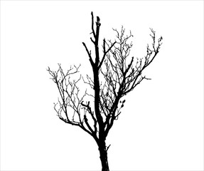 Fototapeta na wymiar Tree silhouette
