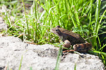the frog sitting on a stone among a grass