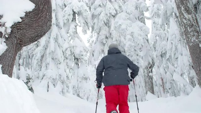 Hiker with Snowshoes and Poles Trekking in Snowy Winter Forest