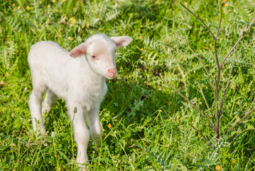 Kleines Lamm Tierbaby auf der Weide