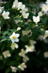 White flowers on the plant Philadelphus