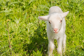 Obraz premium Lamb on pasture
