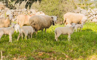 Obraz na płótnie Canvas Sheep on pasture