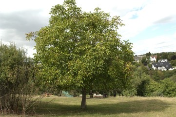 Walnussbaum, Baum; Juglans; regia
