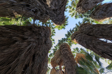 Tall Palm tree view from bottom