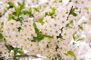 cherry blossoms outdoors