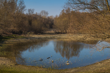 Lake and a forest in the late spring afternoon