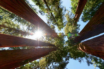 Sunlight through the forest Giant Sequoias in the Sequoia National Park in California