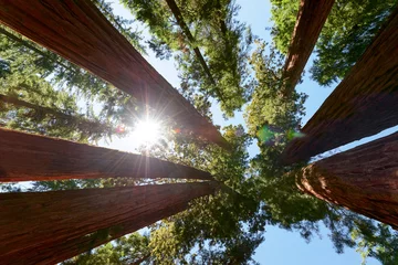 Papier Peint photo Parc naturel Sunlight through the forest Giant Sequoias in the Sequoia National Park in California