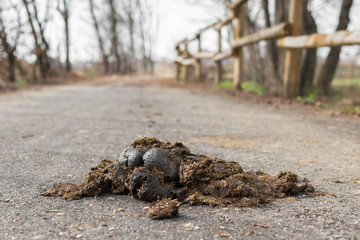 Big horse droppings on an asphalt road