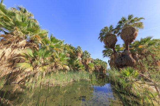 The Palm Trees At Coachella Valley Preserve