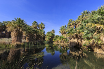 The palm trees at Coachella Valley Preserve