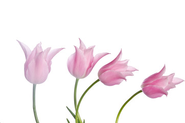 Beautiful pink tulips isolated on white background
