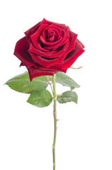 Fototapeta premium beautiful velvet rose isolated on white background.