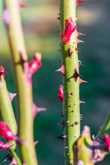 Stacheliger Stengel einer Rose mit Knospen im Frühjahr