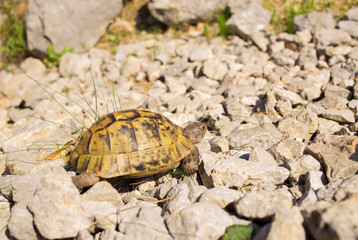 Land turtle crawling on rocks in natural conditions.