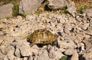 Land turtle crawling on rocks in natural conditions.