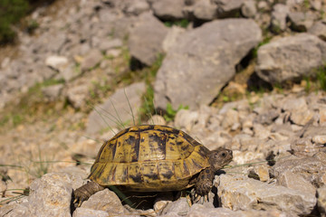 Obraz premium Land turtle crawling on rocks in natural conditions.