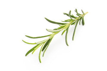 Rosemary twig on the isolated white background.