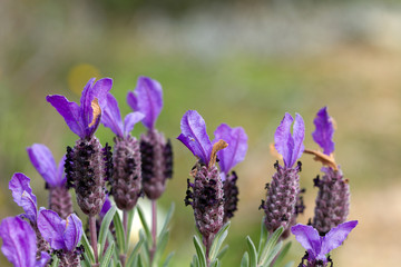 Fototapeta premium Lavanda selvatica, Lavandula stoechas