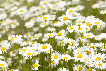 Wild chamomile flowers